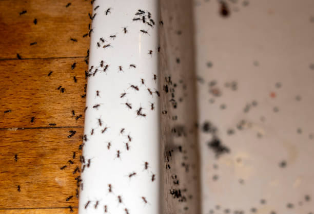 Best Pest Inspection Near Me  in Ham Lake, MN