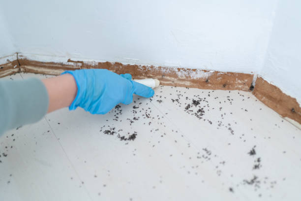 Best Ant Control Services  in Ham Lake, MN