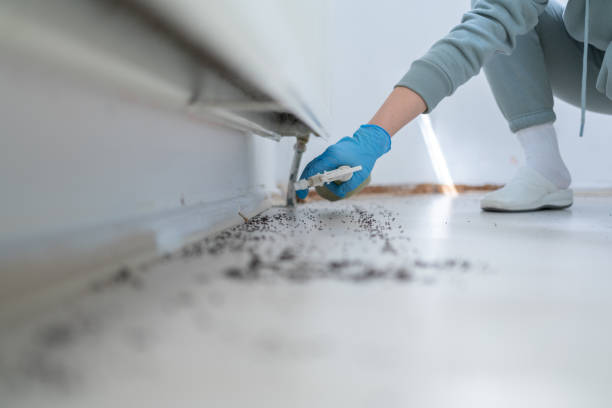Best Emergency Pest Control  in Ham Lake, MN